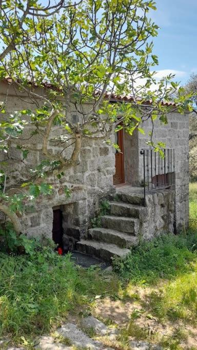 Bergerie En Pierres Et Oliveraie Porto-Vecchio (Corsica)